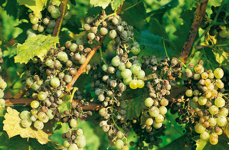 Bayer CropScience verfuegt nach eigenen Angaben ueber ein breites Portfolio gegen alle relevanten Pilzkrankheiten im Weinbau und
will nun seine Marktposition bei den Sonderkulturen weiter ausbauen.