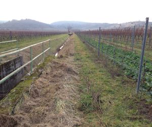 Fungizide – Weinbau versus Gewässerschutz?