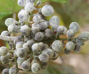 Biologie der Mehltaupilze – Braucht man das?