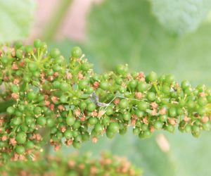 Botrytisinfektionen frühzeitig vorbeugen