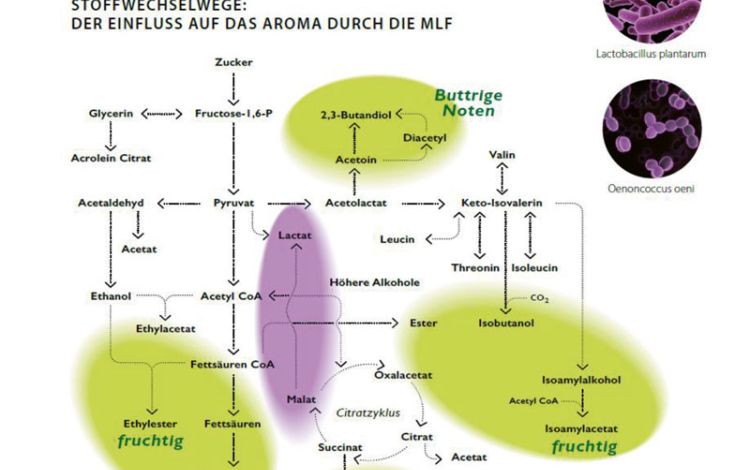 Mehr als nur Biologischer Säureabbau