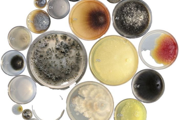 Holzkrankheiten: Esca und Co.