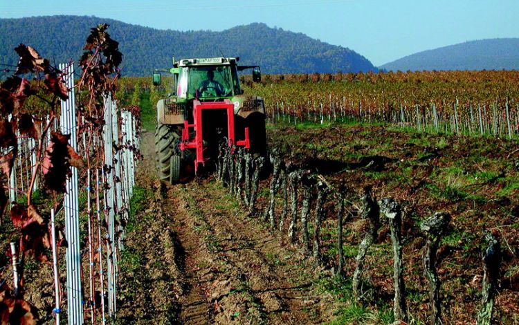 Kosten im Weinbau: Excel-Tabellen