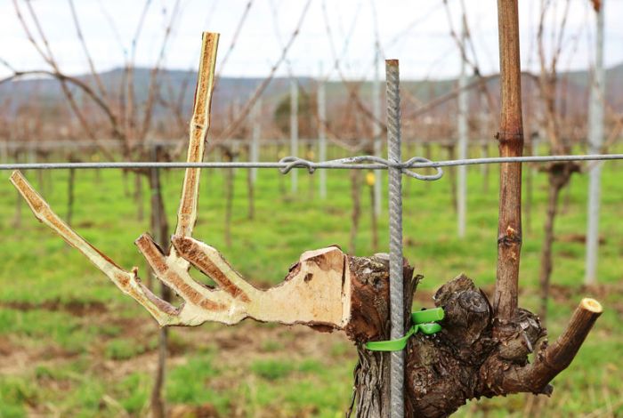 Die Anatomie der Rebe verstehen