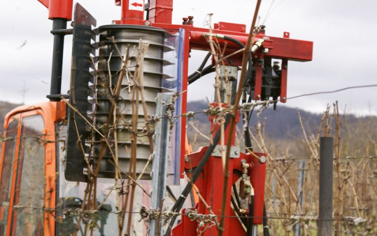 Rebschnitt und Arbeitszeit – teuer wie nie