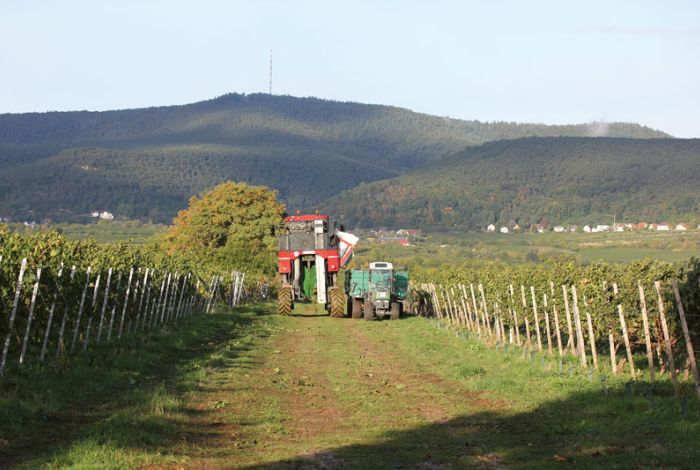 Weinbranche am Wendepunkt