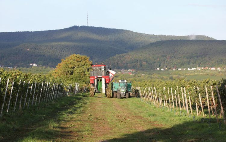 Weinbranche am Wendepunkt