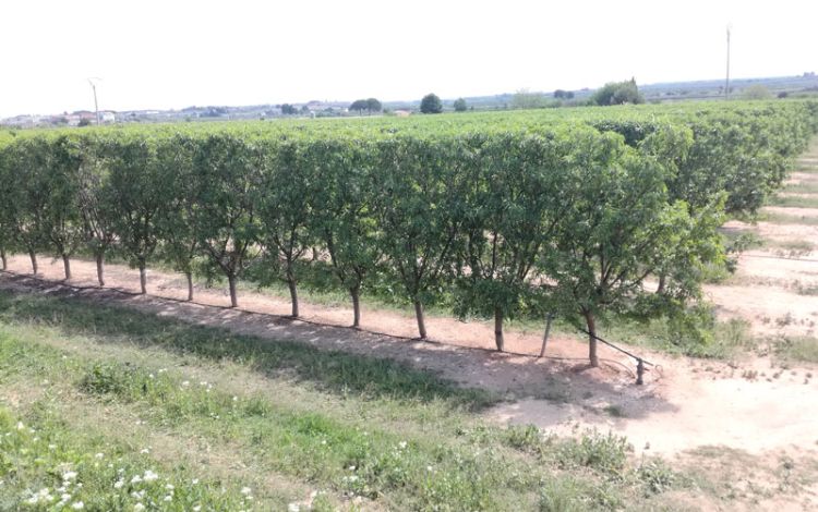 Rheinland-Pfalz: Schalenobstanbau als Chance