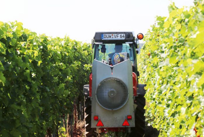 Einsatz von Backpulver im Weinbau