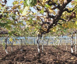 Weinwelten in Tokio und Hanoi