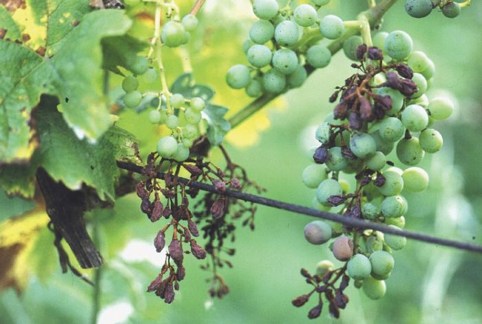 Forschung, die im Weinberg ankommt