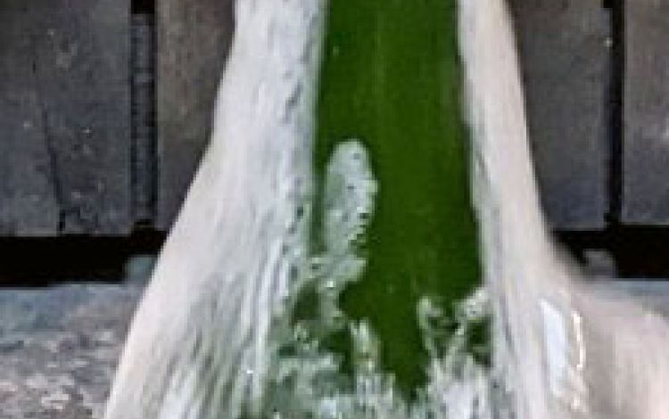 Gushing – das Schaumweingewitter