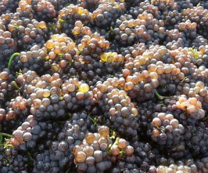 Sektgrundwein mit gezielter Lese