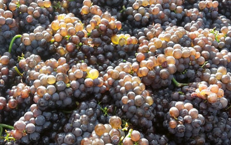 Sektgrundwein mit gezielter Lese